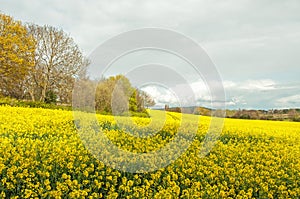 Beautiful yellow Canola flowers in the English summertime.