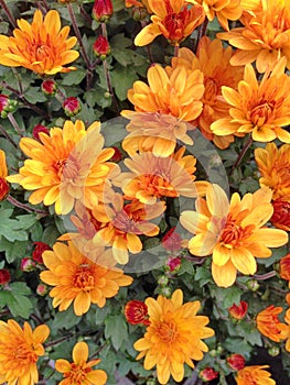 bright orange flowers from a Spherical Chrysant