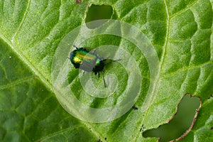 Colorful Dogbane Leaf Beetle Chrysochus auratus on big green leaf photo