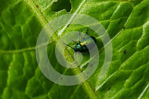 Colorful Dogbane Leaf Beetle Chrysochus auratus on big green leaf