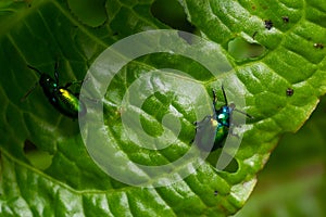 Colorful Dogbane Leaf Beetle Chrysochus auratus on big green leaf