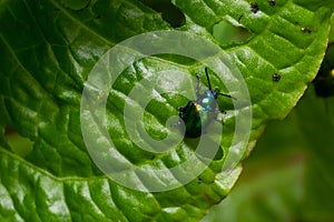 Colorful Dogbane Leaf Beetle Chrysochus auratus on big green leaf