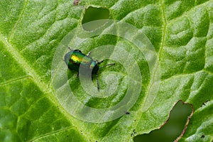 Colorful Dogbane Leaf Beetle Chrysochus auratus on big green leaf photo