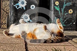 The colorful domestic kitten has total rest after own job. A cat lying on hot small tie and stomach has up for better warming. A
