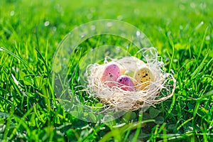 Colorful dotted Easter eggs in a straw nest on fresh green grass and clovers