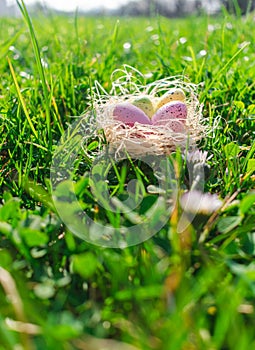 Colorful dotted Easter eggs in a straw nest on fresh green grass and clovers