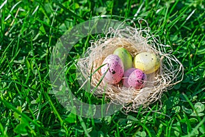 Colorful dotted Easter eggs in a straw nest on fresh green grass and clovers