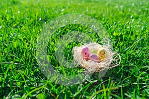 Colorful dotted Easter eggs in a straw nest on fresh green grass and clovers