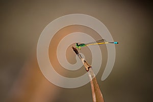 Colorful Dragon fly standing on a plant