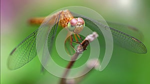 colorful dragonfly on a branch, macrophotography of this gracious and fragile predator with wide wings about to fly away 