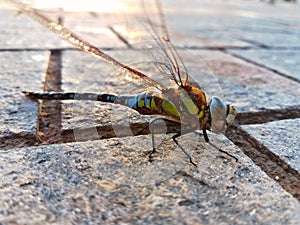 Colorful Dragonfly having a break time