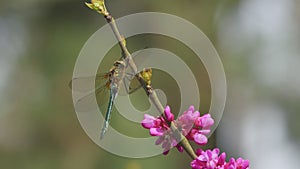 Colorful dragonfly perched on a pink purple flower tree. dragonfly with blue green tail sits on a stick with green