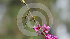 Colorful dragonfly perched on a pink purple flower tree. dragonfly with blue green tail sits on a stick with green