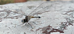 Colorful dragonfly sit on wall in summer noon