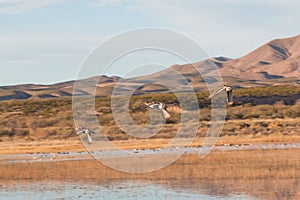 Colorful Drake Pintails in Flight