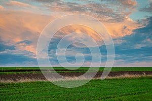 Colorful dramatic sky at sunset. Field with green shoots of agricultural plants and plowed land