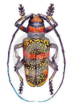 Colorful drawing of a beetle on a white background. Realistic hand drawing with color pencils