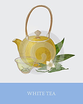 Colorful drawing of teapot, glass cup with steeping white tea, fresh flowers and leaves on gray background. Tasty