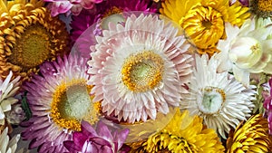 Colorful dried everlasting Straw flowers closeup. Paper daisies.