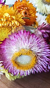 Colorful dried everlasting Straw flowers closeup. Paper daisies.