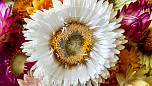 Colorful dried everlasting Straw flowers closeup. Paper daisies.