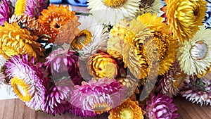 Colorful dried everlasting Straw flowers closeup. Paper daisies.