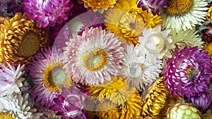 Colorful dried everlasting Straw flowers closeup. Paper daisies.