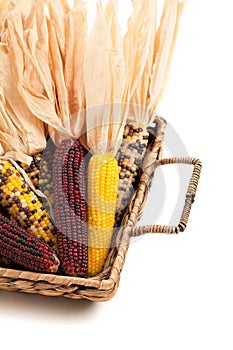 Colorful Dried Indian Corn in Basket