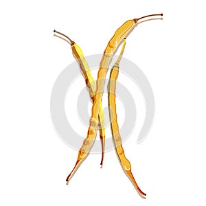 Colorful dried rapeseed pods. Isolated beans on white background. Modern flat cartoon vector illustration for poster