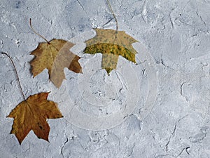 Colorful dry autumn leaves on a bright blue backgroundColorful dry autumn leaves on a bright blue background