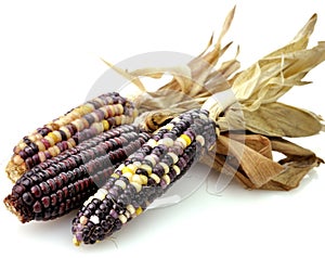 Colorful Dry Corn