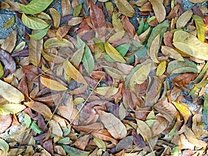 Colorful dry leaf on the ground