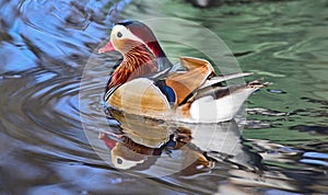 Colorful duck