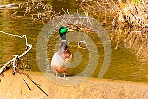 Colorful duck on the shore of a pond at sunrise