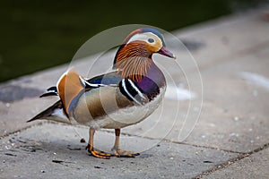 Mandarin duck photo