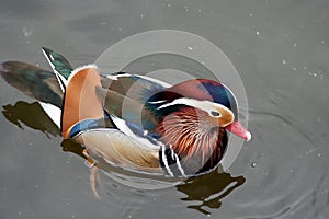 Colorful duck swimming in pond