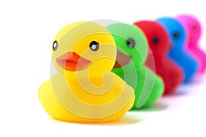 Colorful ducks in a row isolated over white. Rubber ducks in a row on a white background