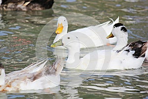 Colorful Ducks swimming in the river