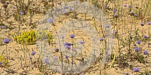 Colorful dune flowers in the sand