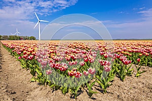 Colorful Dutch tulips in a flower field and a windmill in Holland