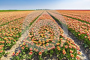 Colorful Dutch tulips in a flower field and a windmill in Holland