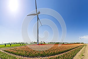 Colorful Dutch tulips in a flower field and a windmill in Holland
