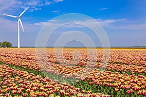 Colorful Dutch tulips in a flower field and a windmill in Holland