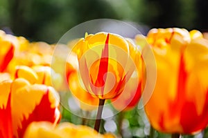 Colorful dutch tulips flowering in fields and garden on spring Netherlands