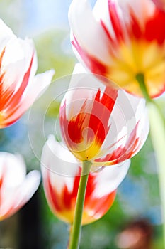 Colorful dutch tulips flowering in fields and garden on spring Netherlands