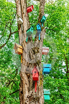 Colorful dyed wooden nestling boxes on tree trunk in summer park. Outdoor creative art decoration and care for birds