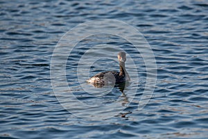 Colorful Eared Grebe Podiceps nigricollis swimming in blue wat