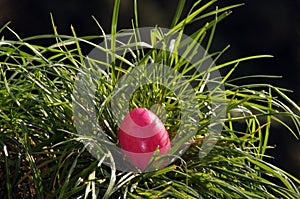 Colorful Easter egg On the green Meadow