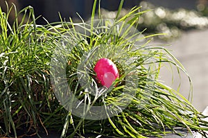 Colorful Easter egg On the green Meadow