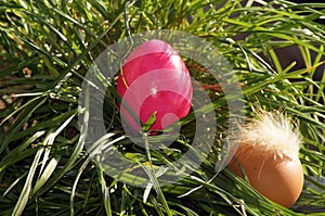 Colorful Easter egg On the green Meadow